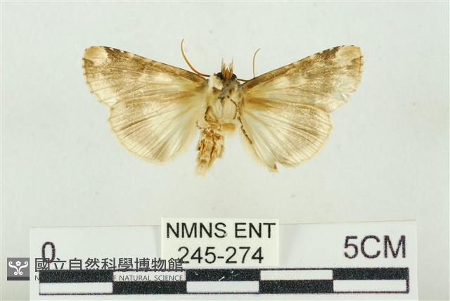 連珠波紋蛾藏品圖，第2張