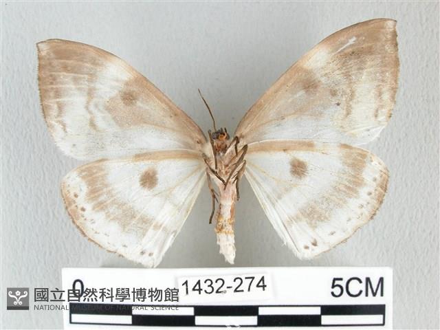 圓翅大鉤蛾藏品圖，第2張