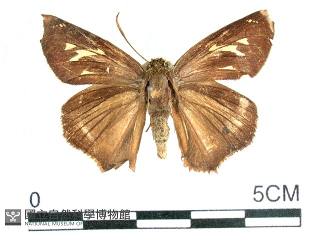 長翅弄蝶藏品圖，第2張