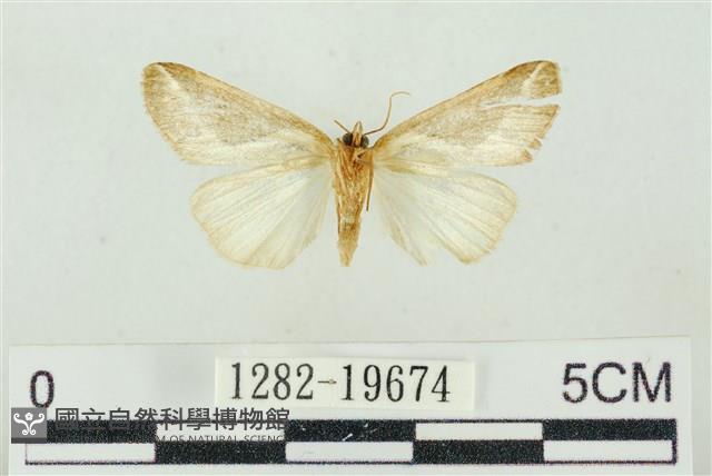 素木氏美波紋蛾藏品圖，第2張