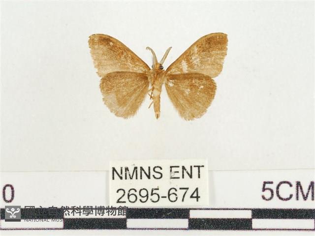 小白紋毒蛾藏品圖，第2張