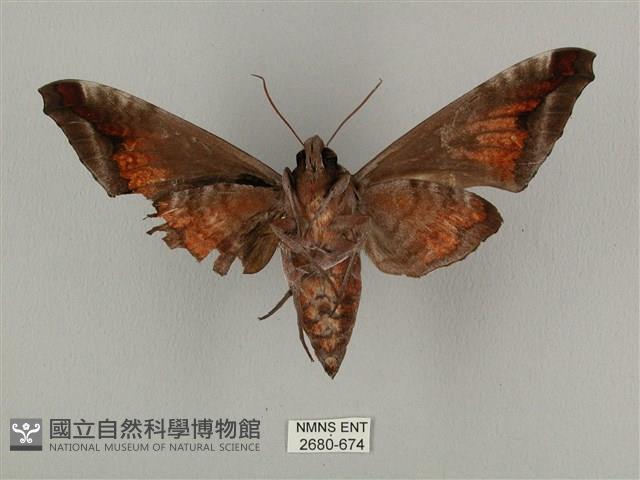 全緣缺角天蛾藏品圖，第2張