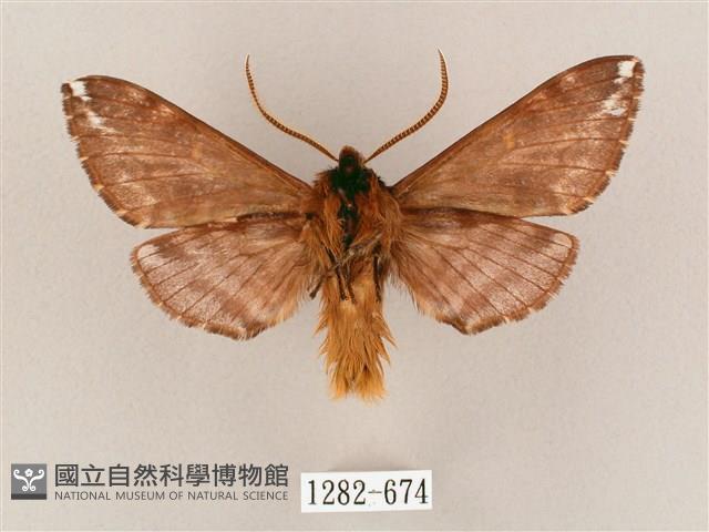 井上氏絨毛天蛾藏品圖，第2張