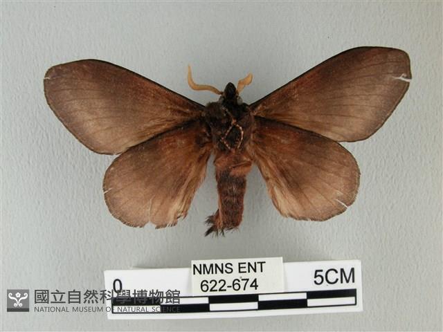 隱波紋枯葉蛾藏品圖，第2張