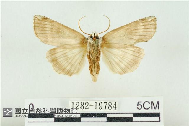 臺洒波紋蛾藏品圖，第2張
