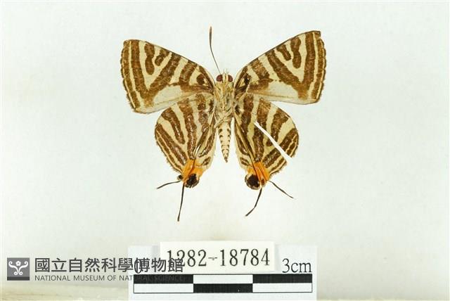 虎灰蝶藏品圖，第2張