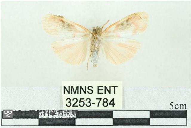 臺雪苔蛾藏品圖，第2張