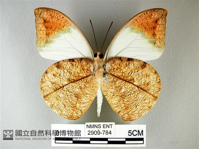 橙端粉蝶、端紅蝶藏品圖，第2張