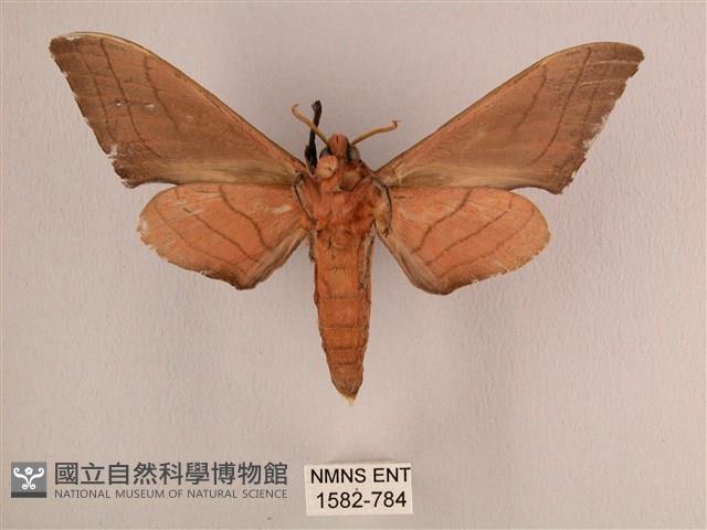 直翅六點天蛾藏品圖，第2張