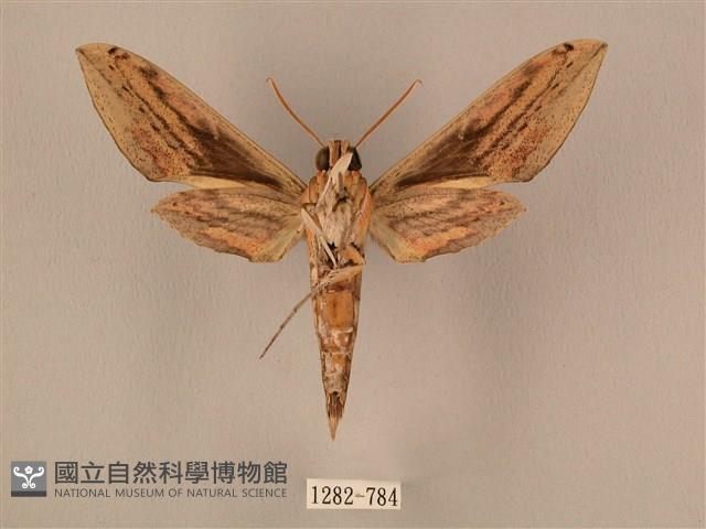 棕綠背線天蛾藏品圖，第2張
