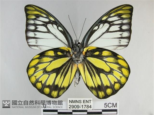 鋸粉蝶藏品圖，第2張