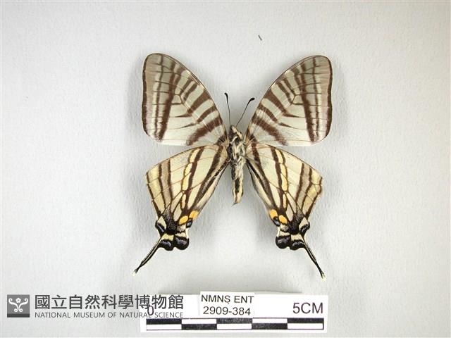 劍鳳蝶藏品圖，第2張