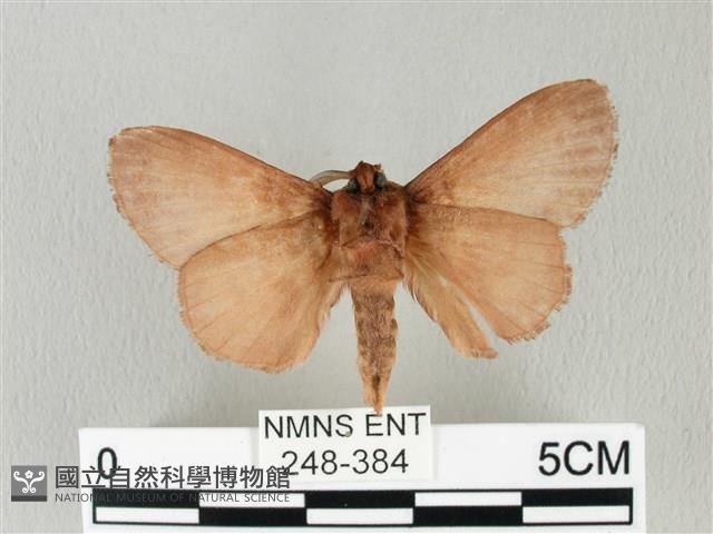 馬尾松枯葉蛾藏品圖，第2張