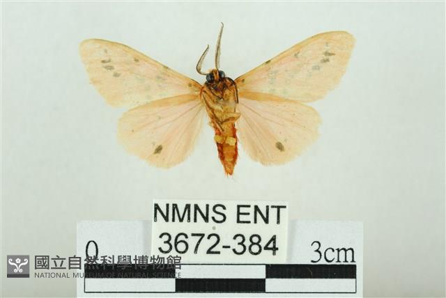 三條橙燈蛾藏品圖，第2張