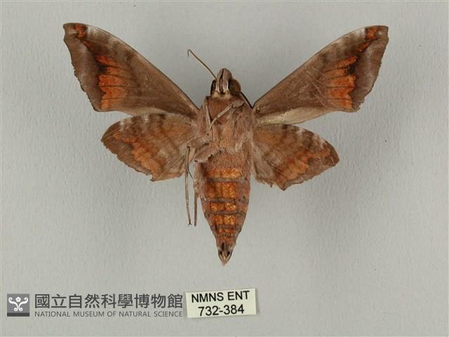 半緣缺角天蛾藏品圖，第2張