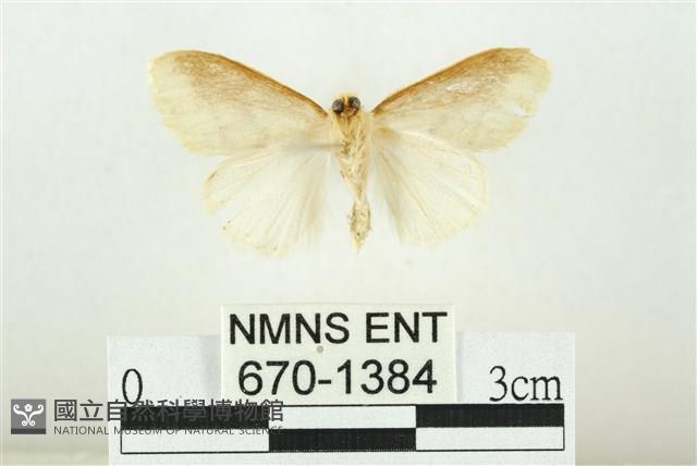 寬紋黃毒蛾藏品圖，第2張