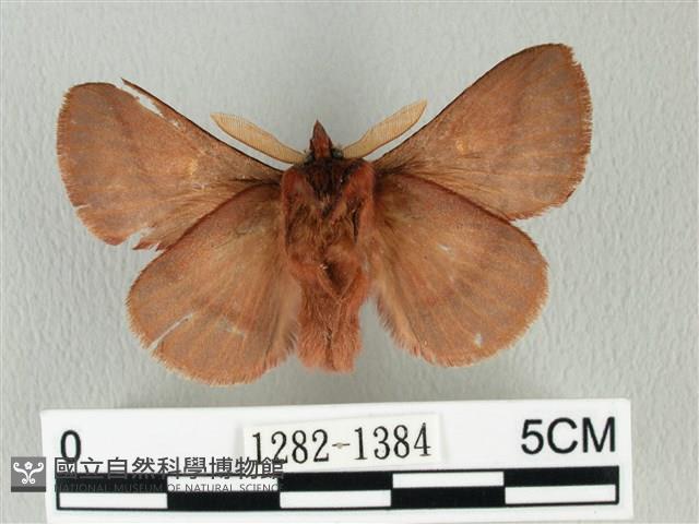 褐斜帶枯葉蛾藏品圖，第2張