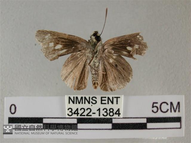 黑星弄蝶藏品圖，第2張