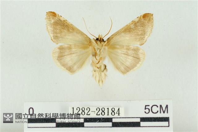 印華波紋蛾藏品圖，第2張