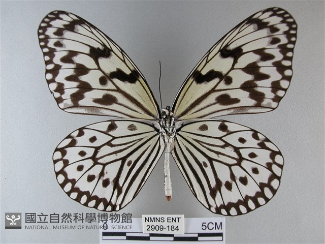 大白斑蝶藏品圖，第2張