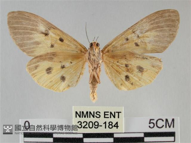 一點擬燈蛾藏品圖，第2張