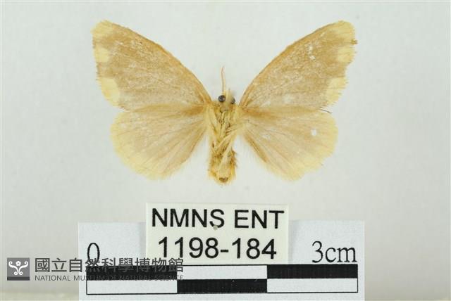 黑翅黃毒蛾藏品圖，第2張