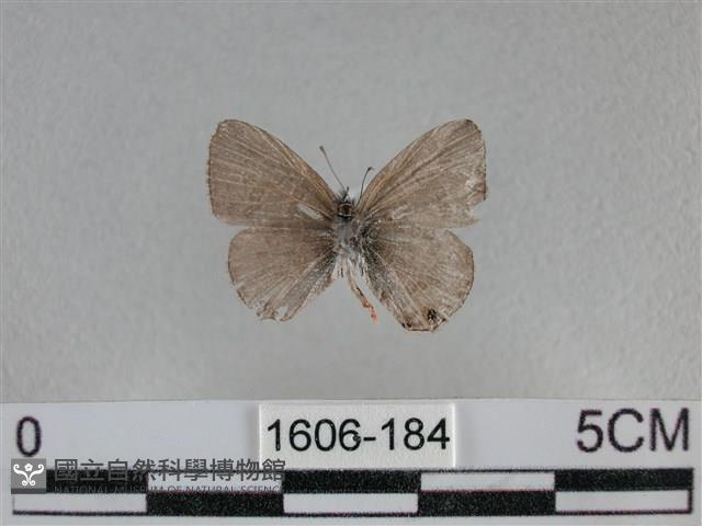 波灰蝶藏品圖，第2張