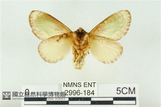 基黃綠刺蛾藏品圖，第2張
