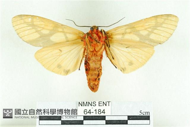 乳白斑燈蛾藏品圖，第2張