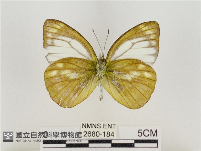淡褐脈粉蝶藏品圖，第2張