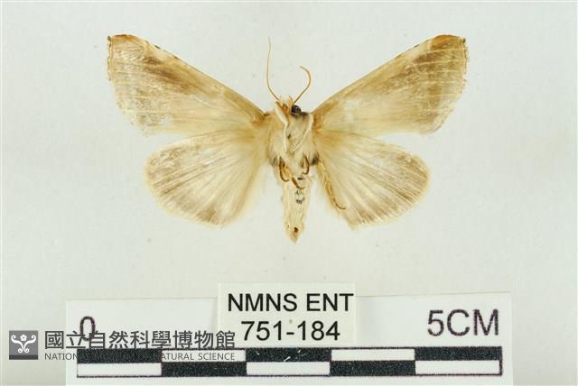 印華波紋蛾藏品圖，第2張