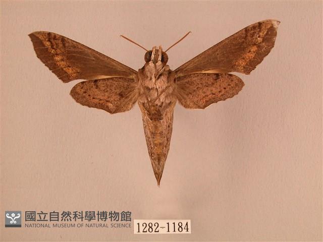 斜線天蛾藏品圖，第2張