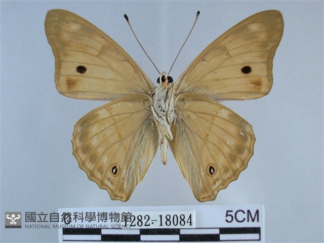 金鎧蛺蝶藏品圖，第2張