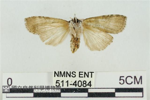 帶波紋蛾藏品圖，第2張