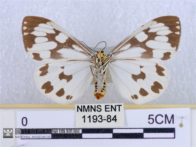 粉蝶燈蛾藏品圖，第2張