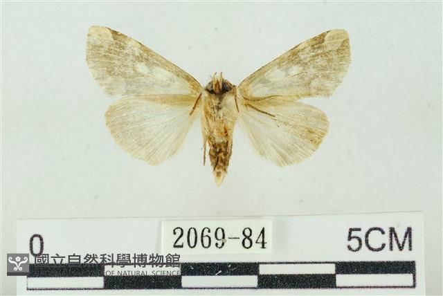 連珠波紋蛾藏品圖，第2張