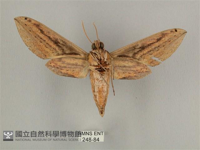 棕綠背線天蛾藏品圖，第2張