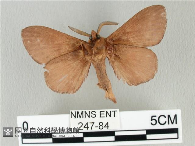 馬尾松枯葉蛾藏品圖，第2張