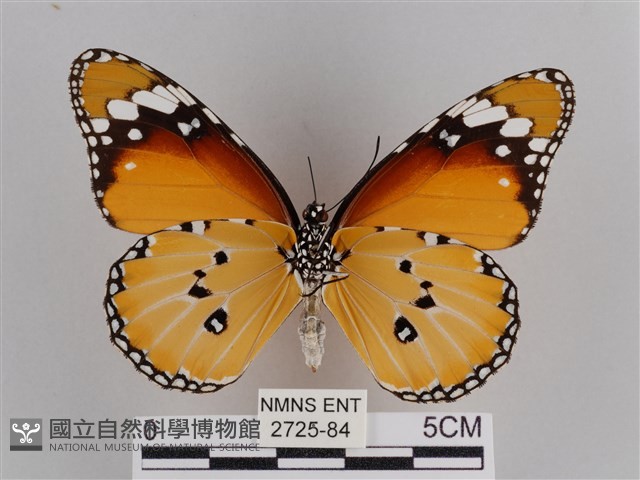 樺斑蝶藏品圖，第2張