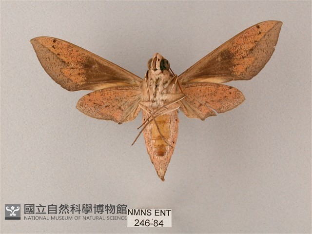 藏斜紋天蛾藏品圖，第2張