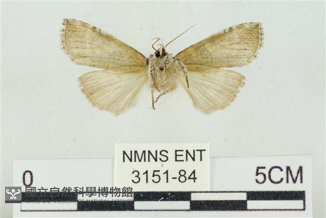 帶波紋蛾藏品圖，第2張