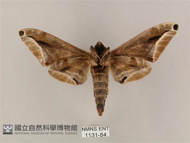 白點天蛾 藏品圖，第2張