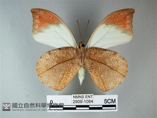 橙端粉蝶、端紅蝶藏品圖，第2張