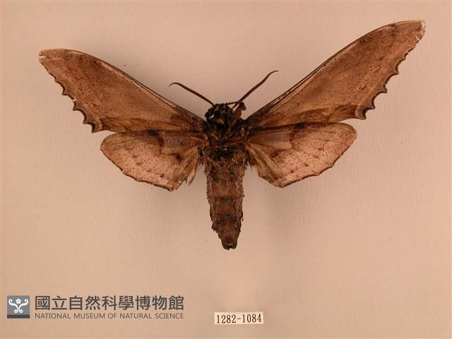 臺灣鋸翅天蛾藏品圖，第2張