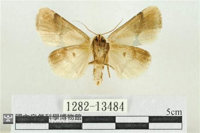 臺灣斑蕊夜蛾藏品圖，第2張