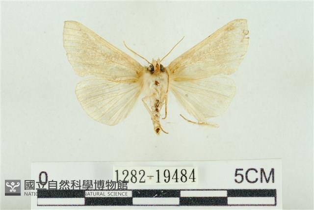 印華波紋蛾藏品圖，第2張