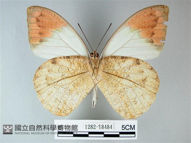 橙端粉蝶、端紅蝶藏品圖，第2張