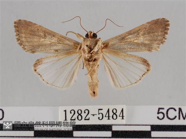 斜紋夜盜蛾藏品圖，第2張