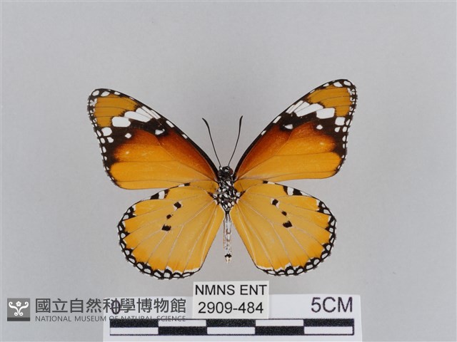樺斑蝶藏品圖，第2張