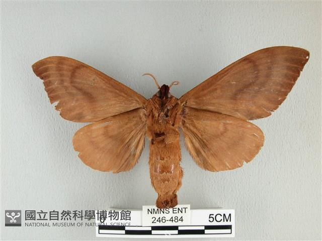 大褐斑枯葉蛾藏品圖，第2張